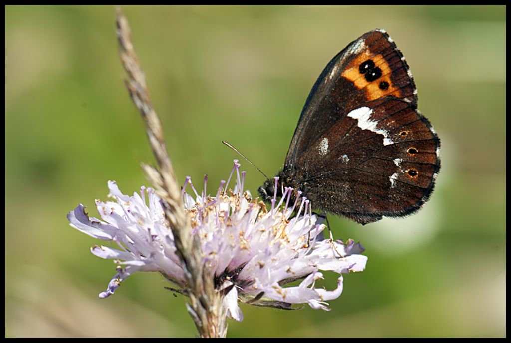 Erebia ligea  Linneus 1758